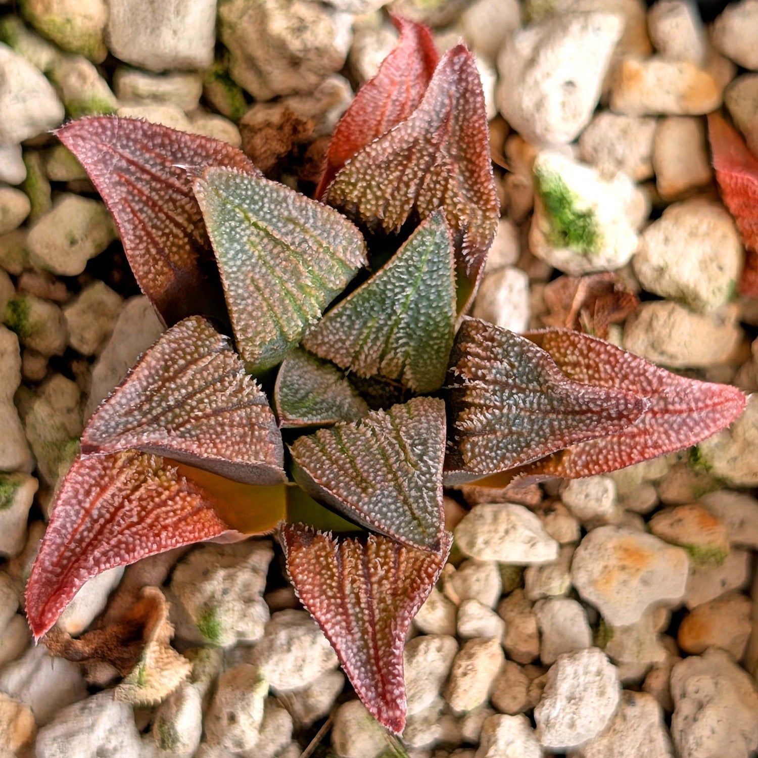 Haworthia hybrid series PP520 #16
