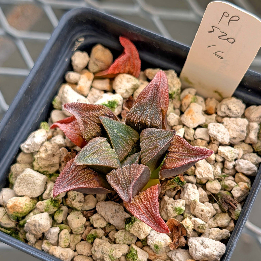 Haworthia hybrid series PP520 #16