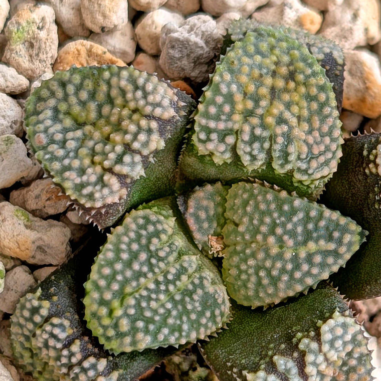 Haworthia 