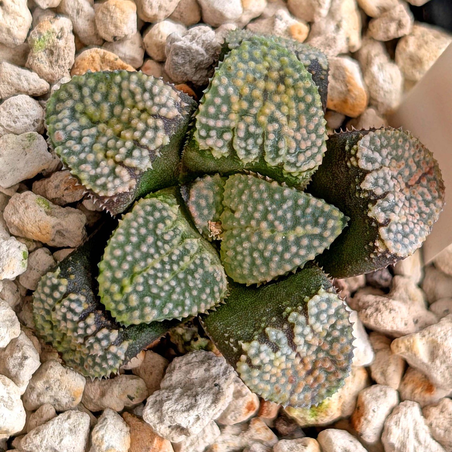 Haworthia "TetraTreasures" PP631 groenewaldii hybrid series #4