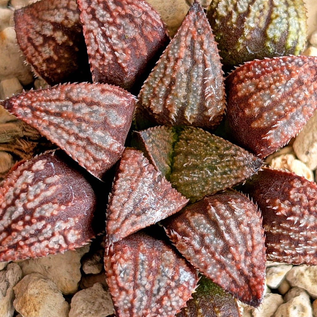 Haworthia hybrid series PP584 #17