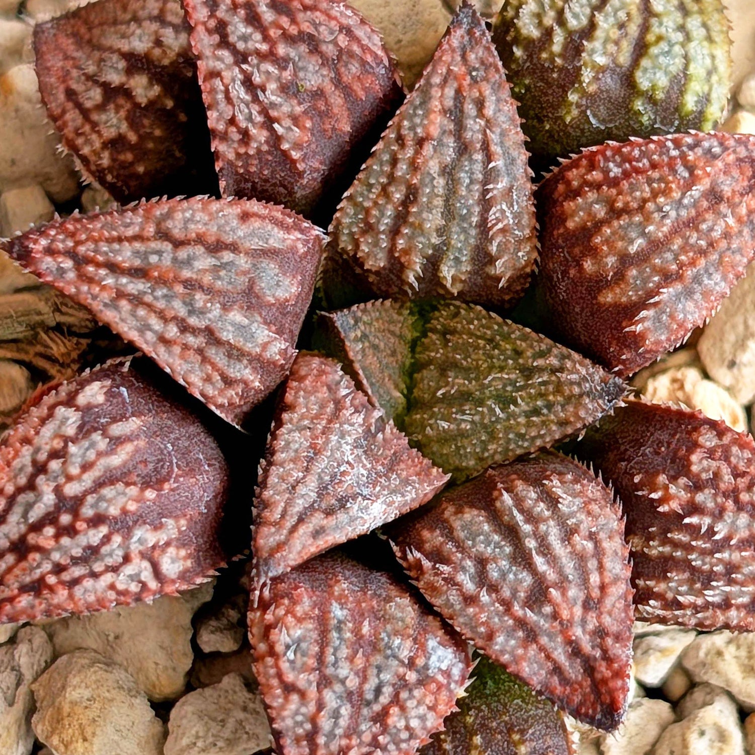 Haworthia hybrid series PP584 #17