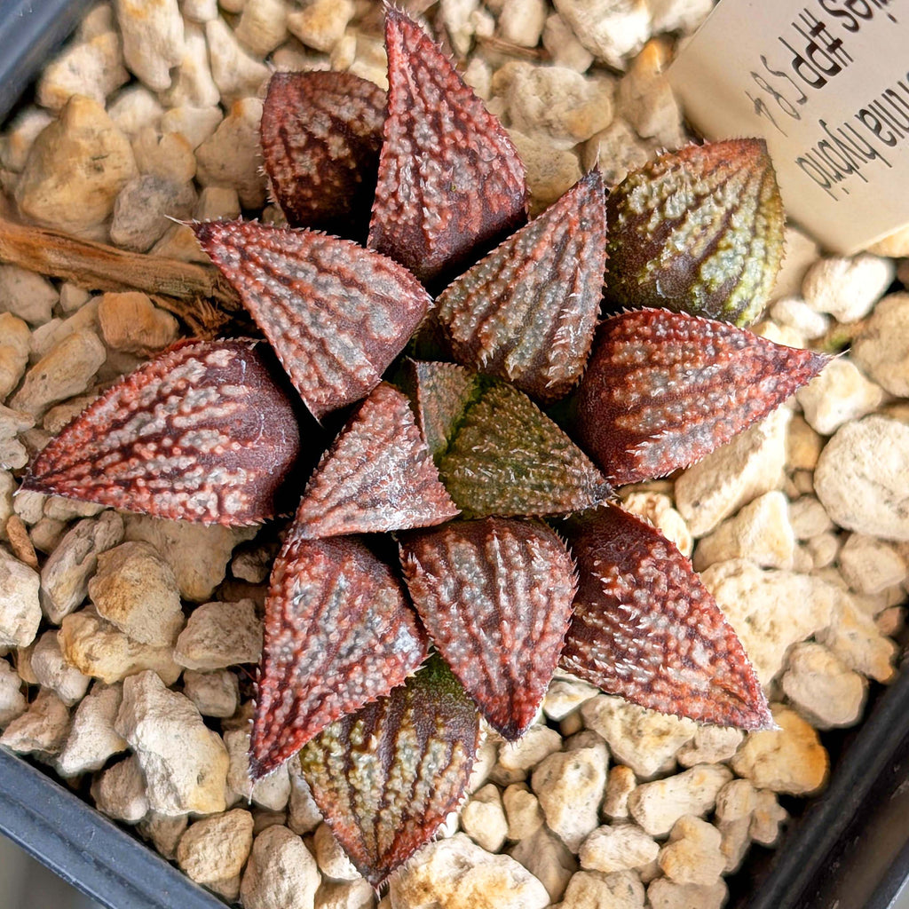Haworthia hybrid series PP584 #17