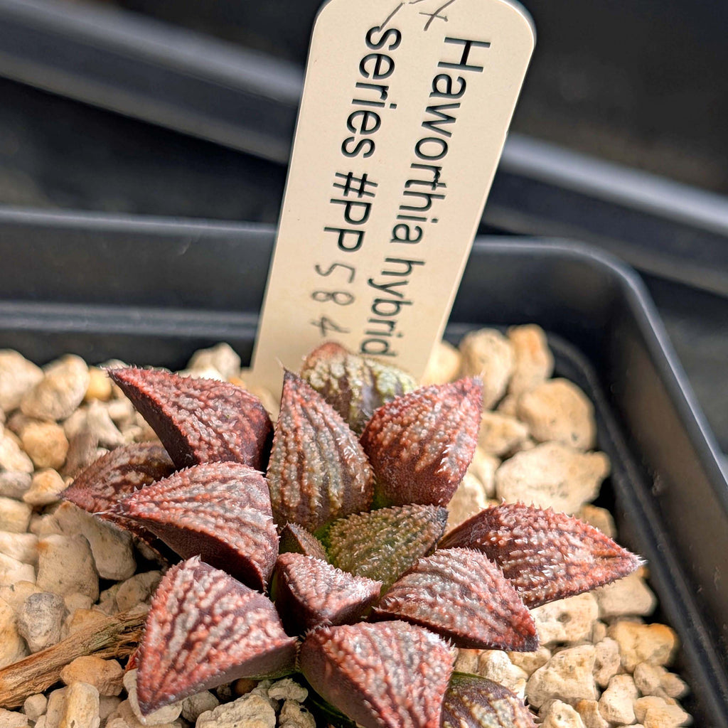 Haworthia hybrid series PP584 #17