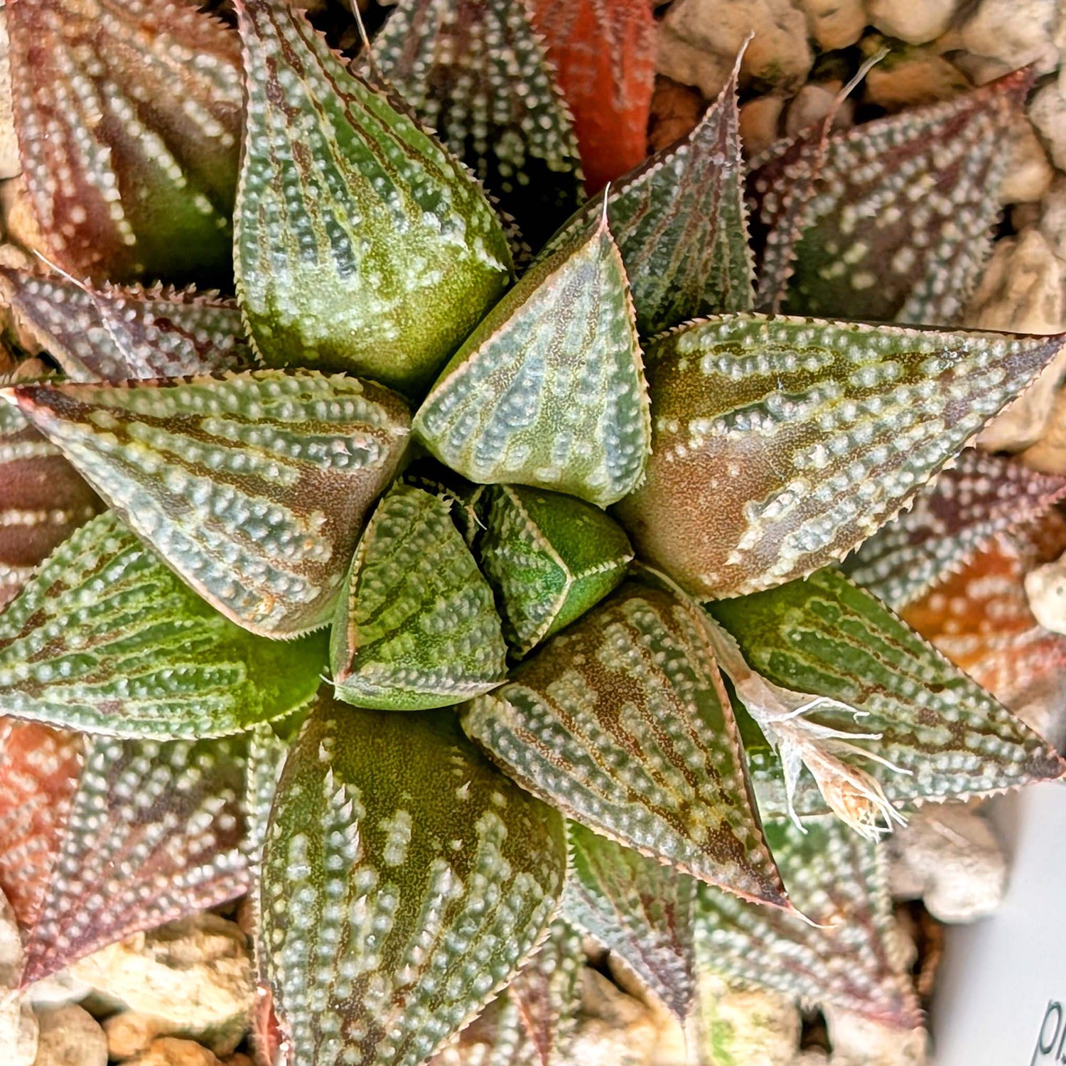 Haworthia hybrid series PP611 #22