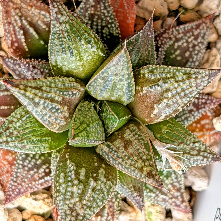 Haworthia hybrid series PP611 #22