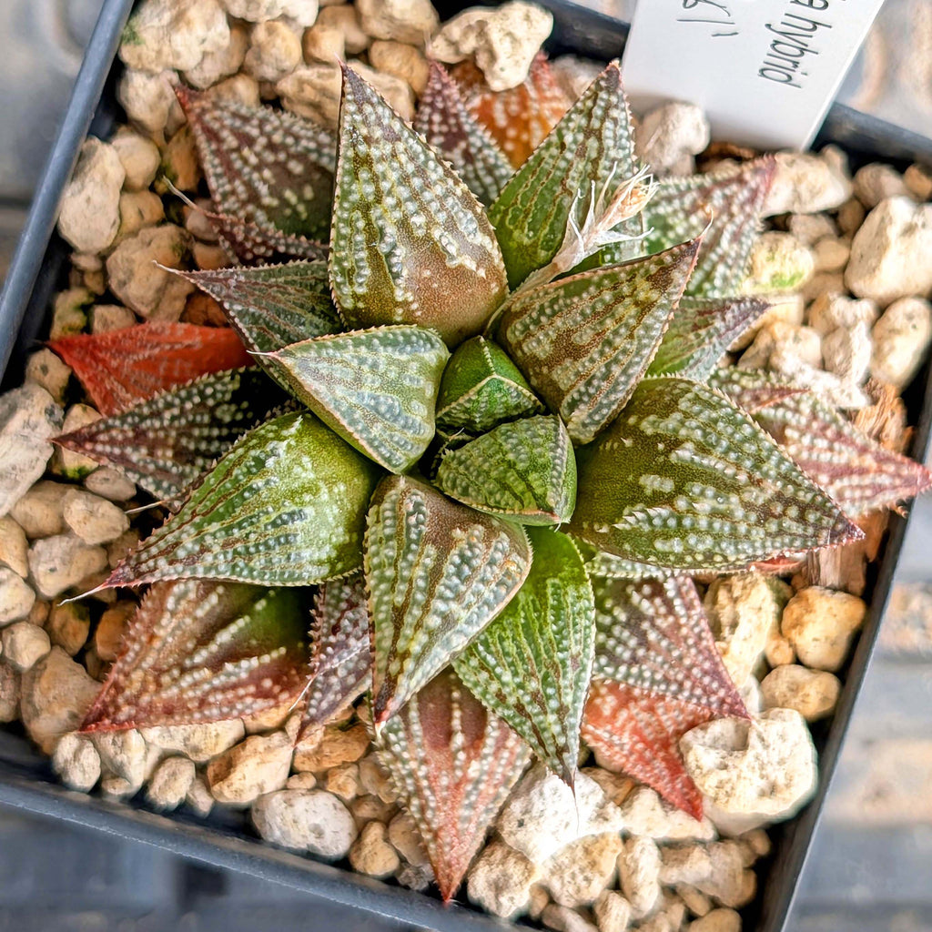 Haworthia hybrid series PP611 #22