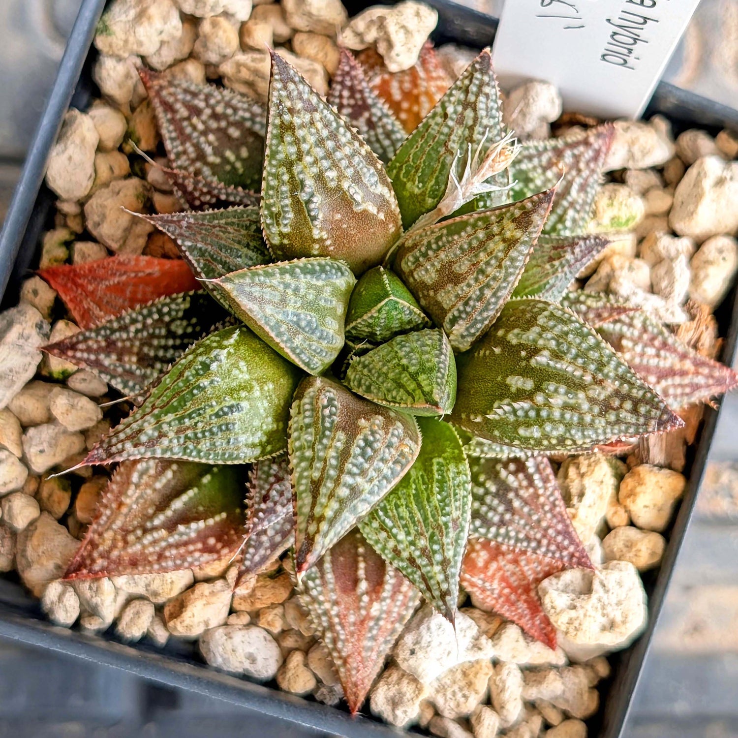 Haworthia hybrid series PP611 #22