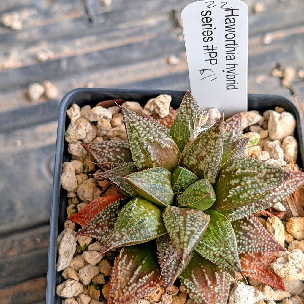 Haworthia hybrid series PP611 #22