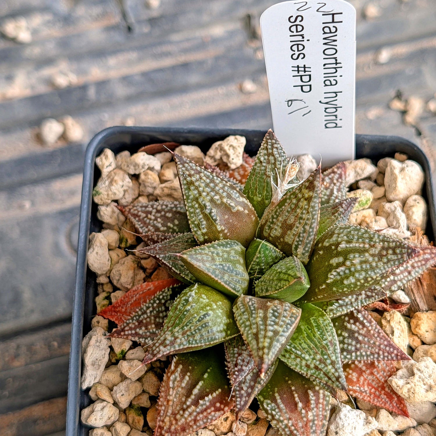 Haworthia hybrid series PP611 #22