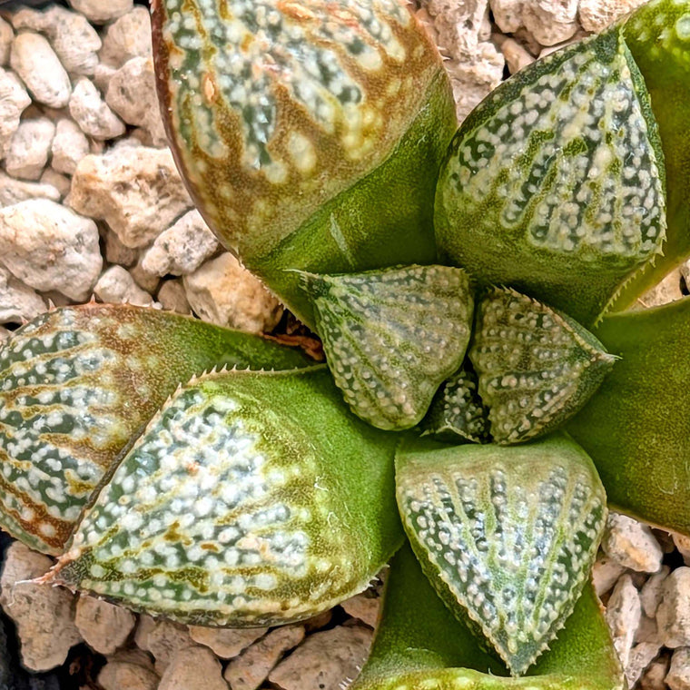 Haworthia 