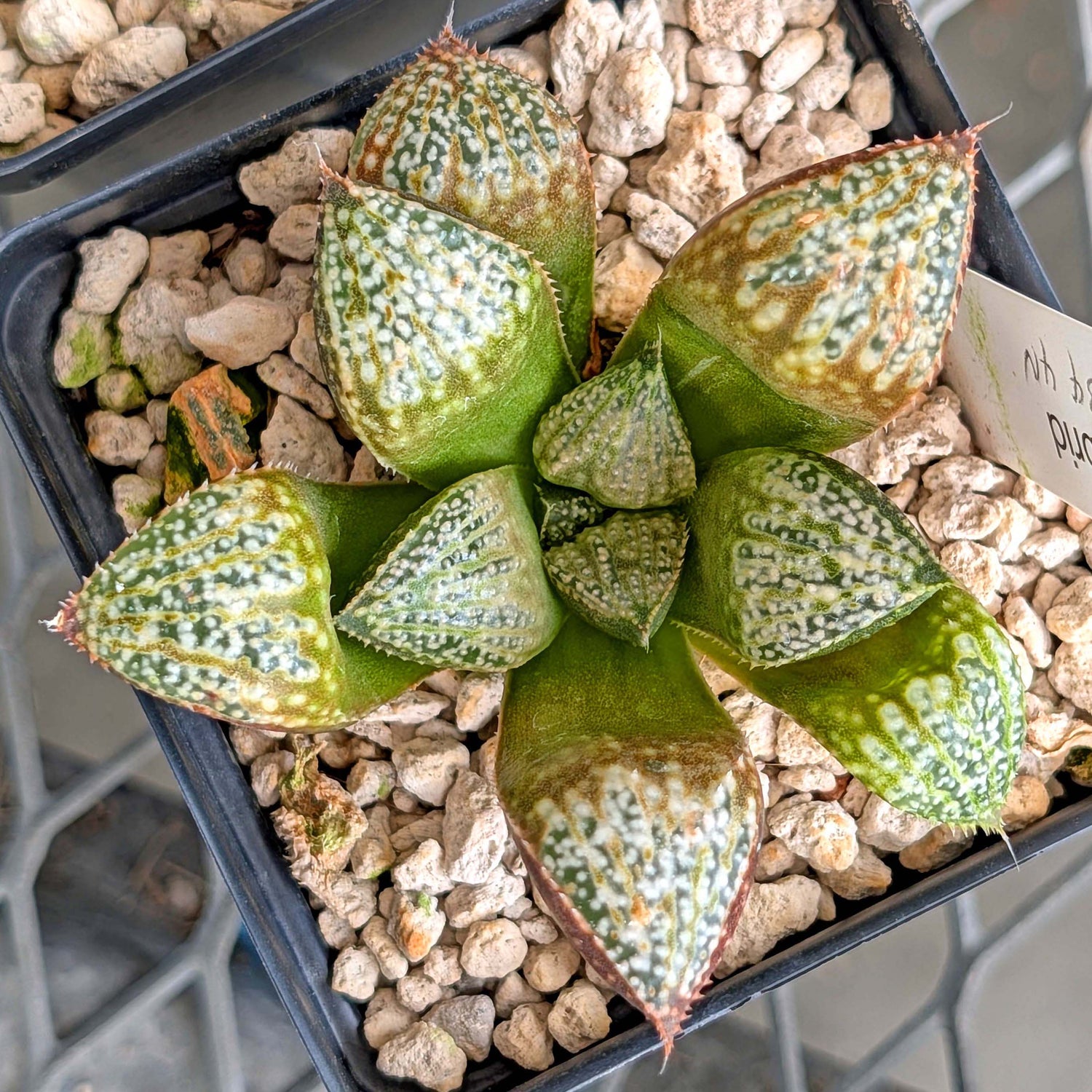 Haworthia "TetraTreasures" PP634 hybrid series #14
