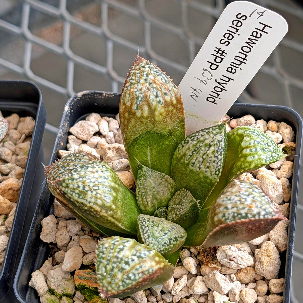 Haworthia "TetraTreasures" PP634 hybrid series #14