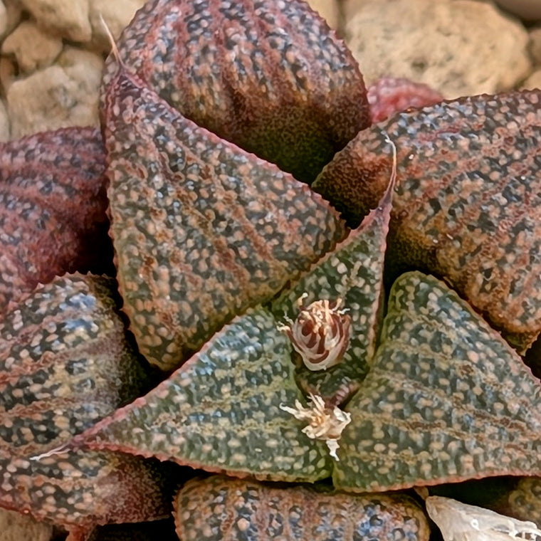 Haworthia black splendens PP314 #12
