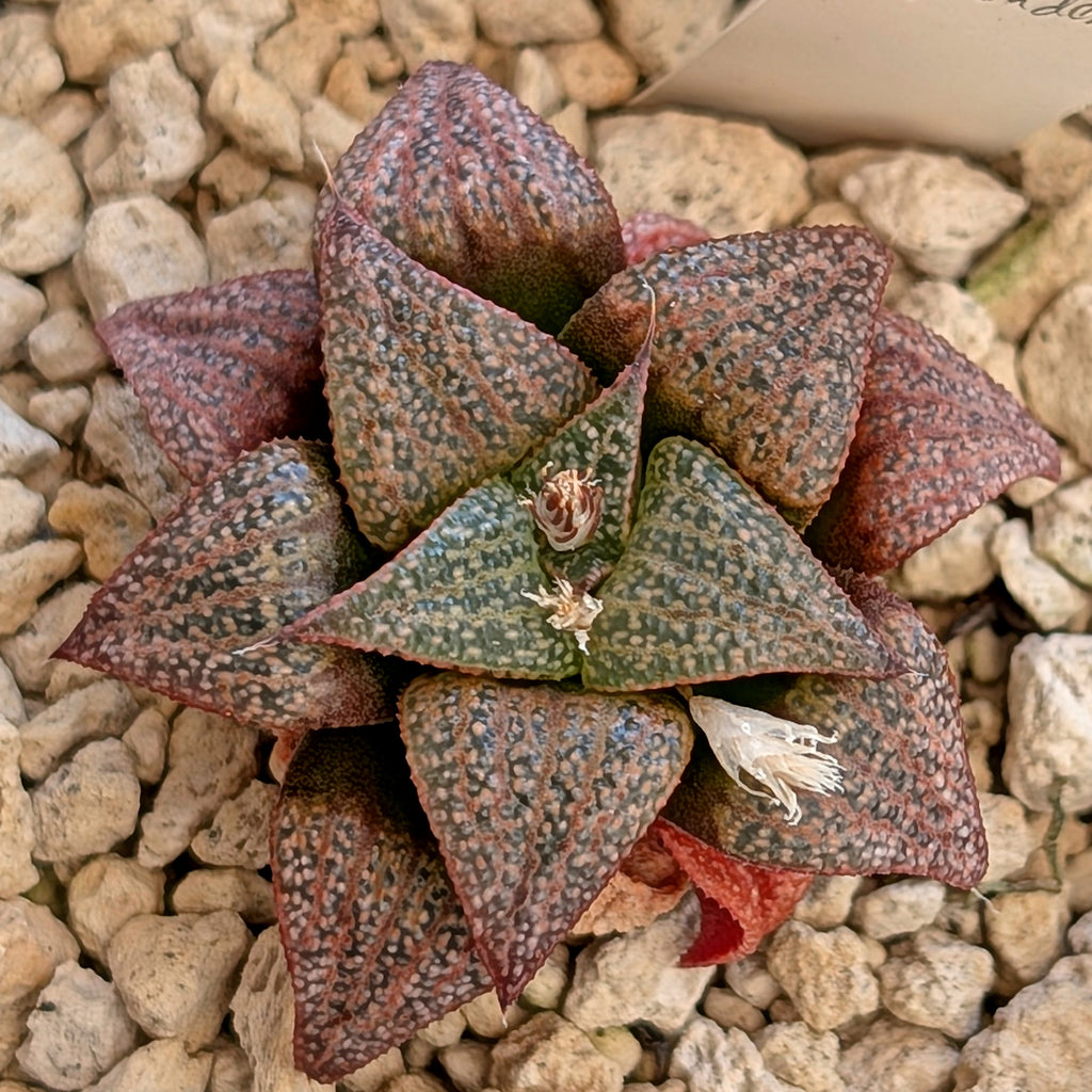 Haworthia black splendens PP314 #12