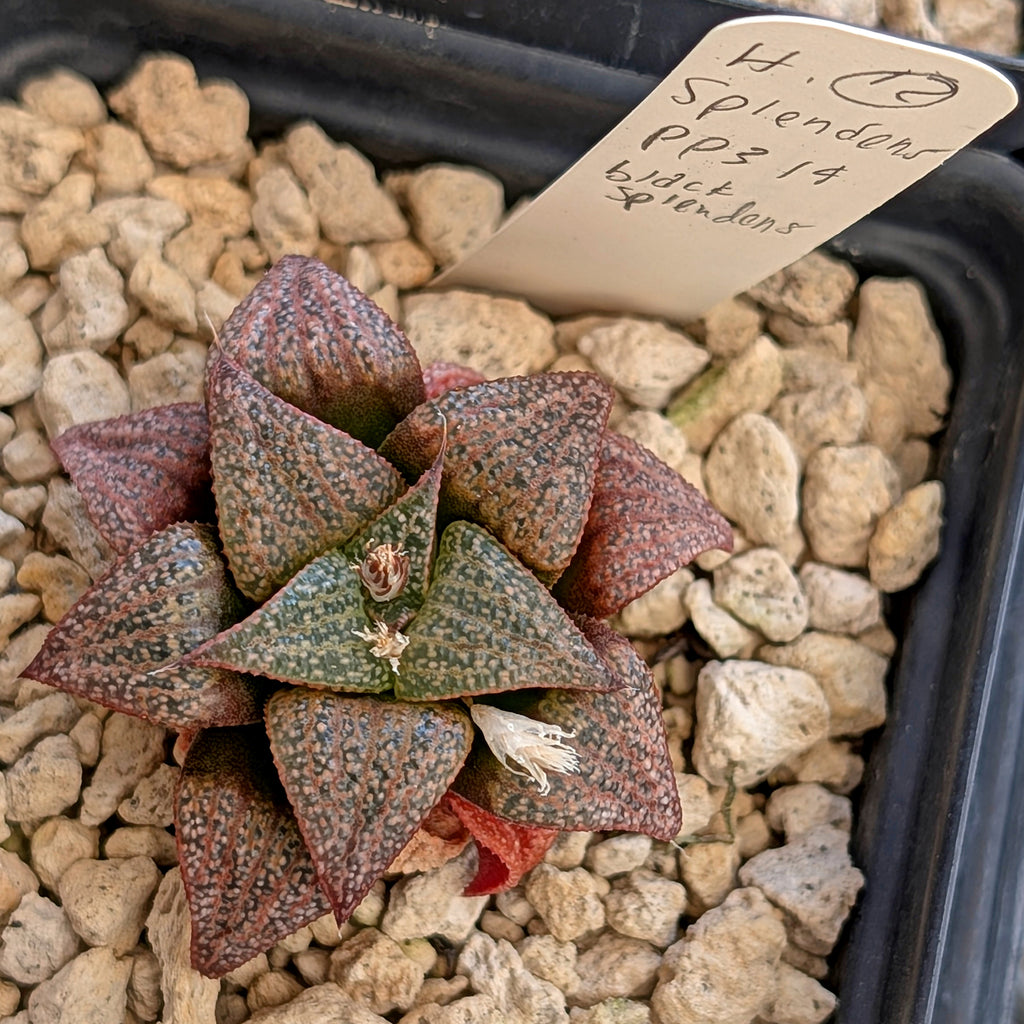 Haworthia black splendens PP314 #12
