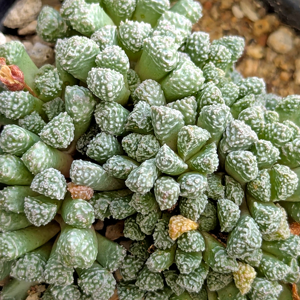 Stomaticia seedlings