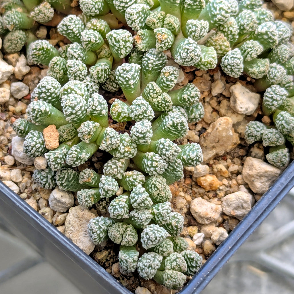 Stomaticia seedlings