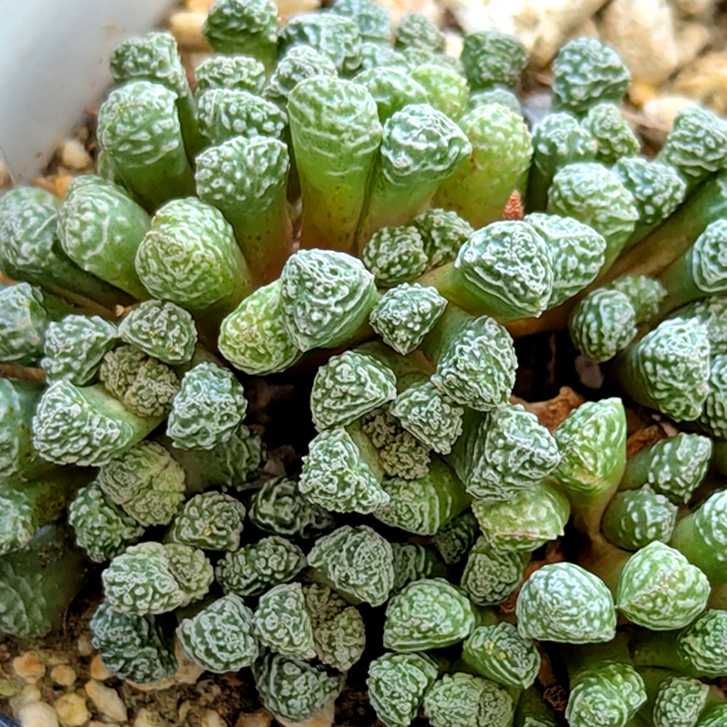 Stomaticia seedlings