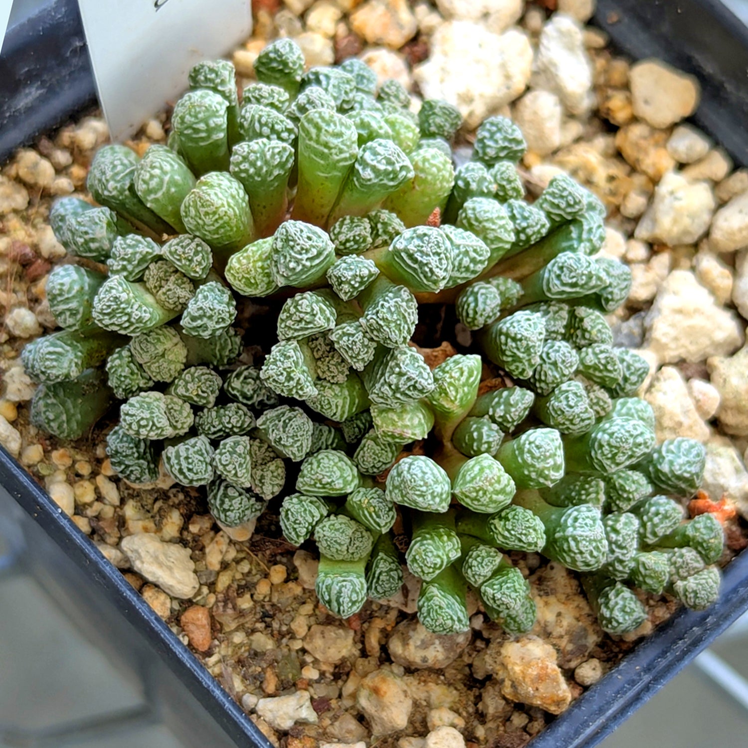 Stomaticia #3
