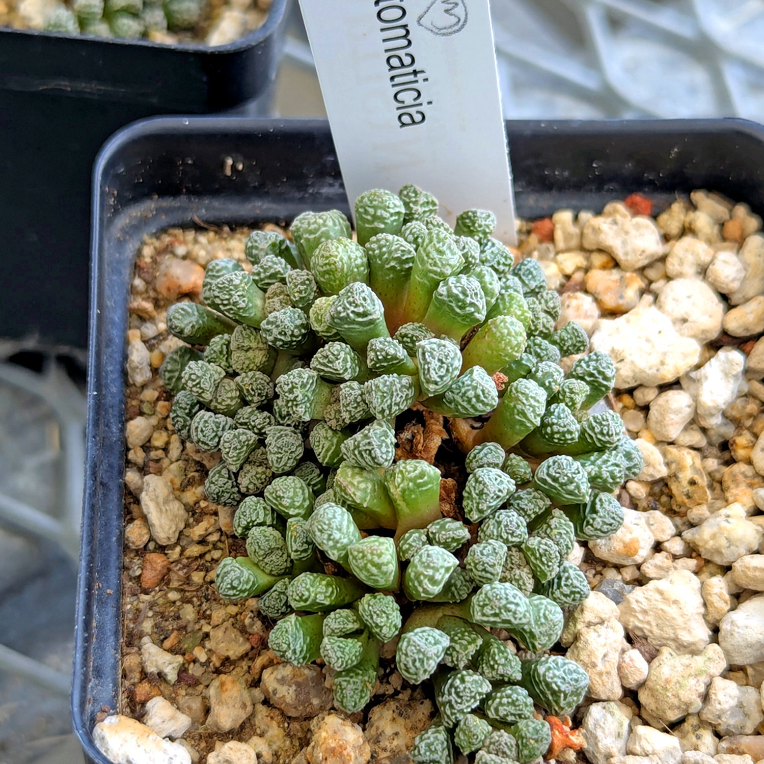 Stomaticia #3