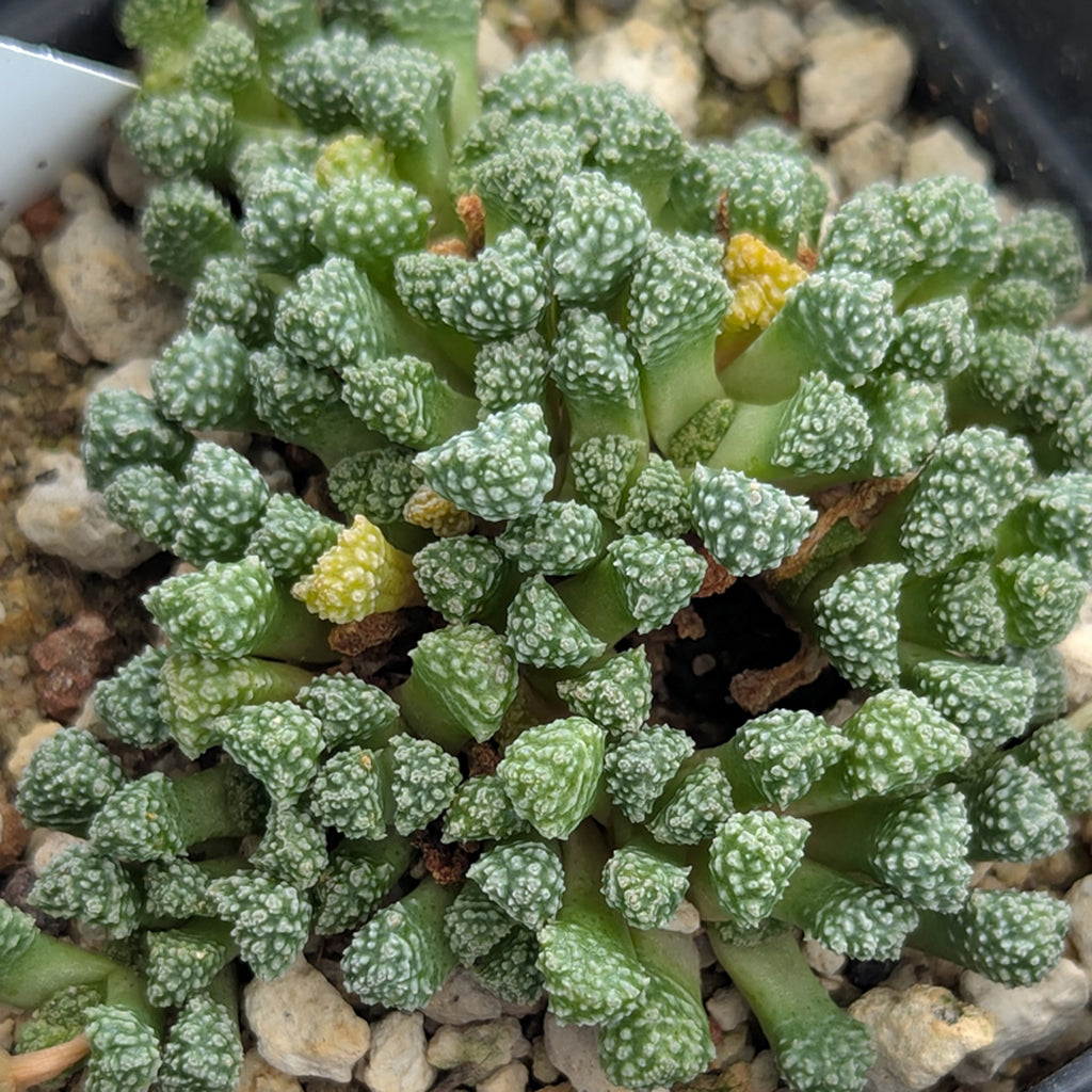 Stomaticia seedlings