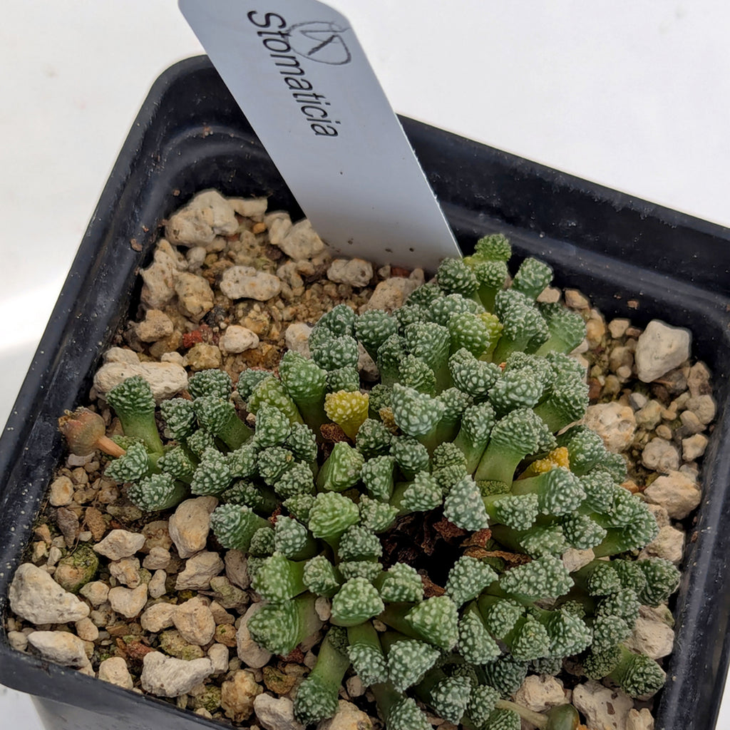 Stomaticia #4
