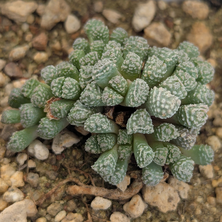 Stomaticia #5