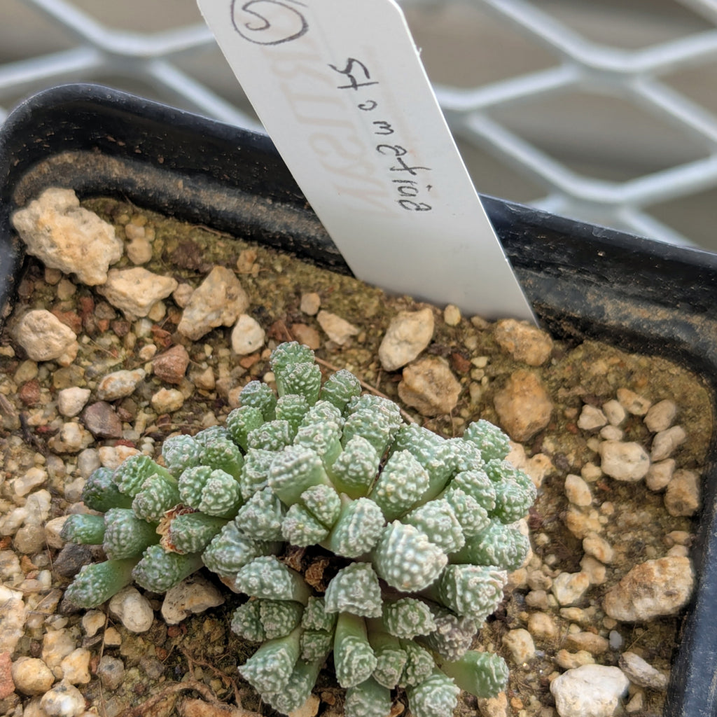 Stomaticia #5