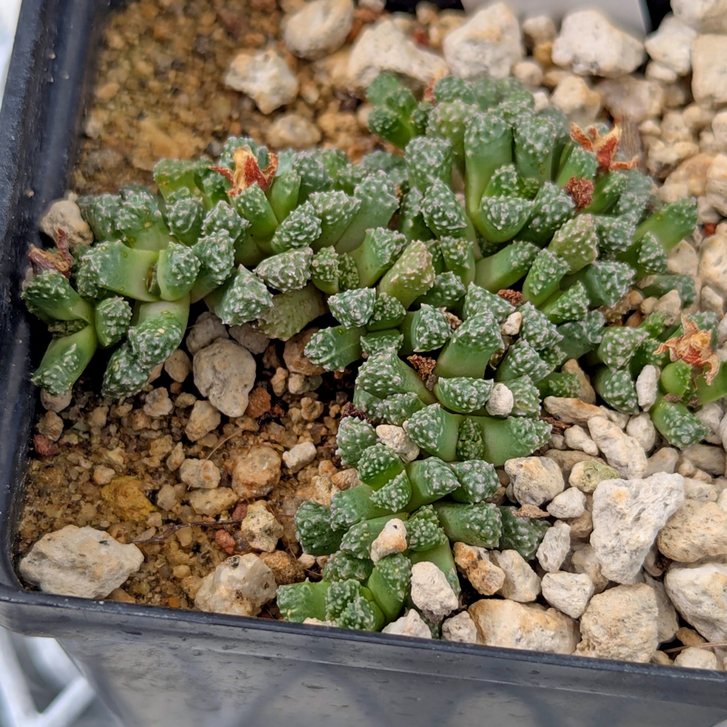 Stomaticia #6