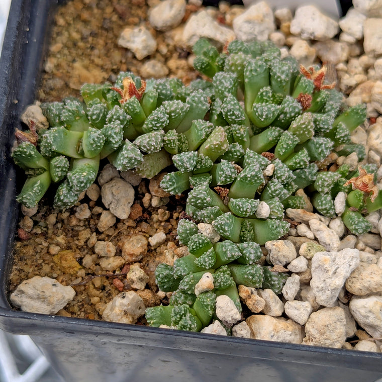 Stomaticia #6