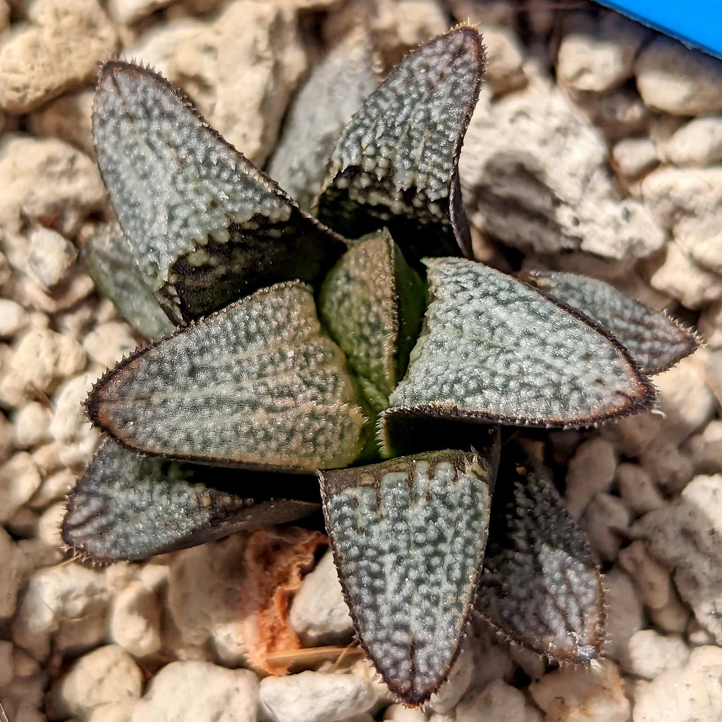 Haworthia groenewaldii hybrid series PP413 #a