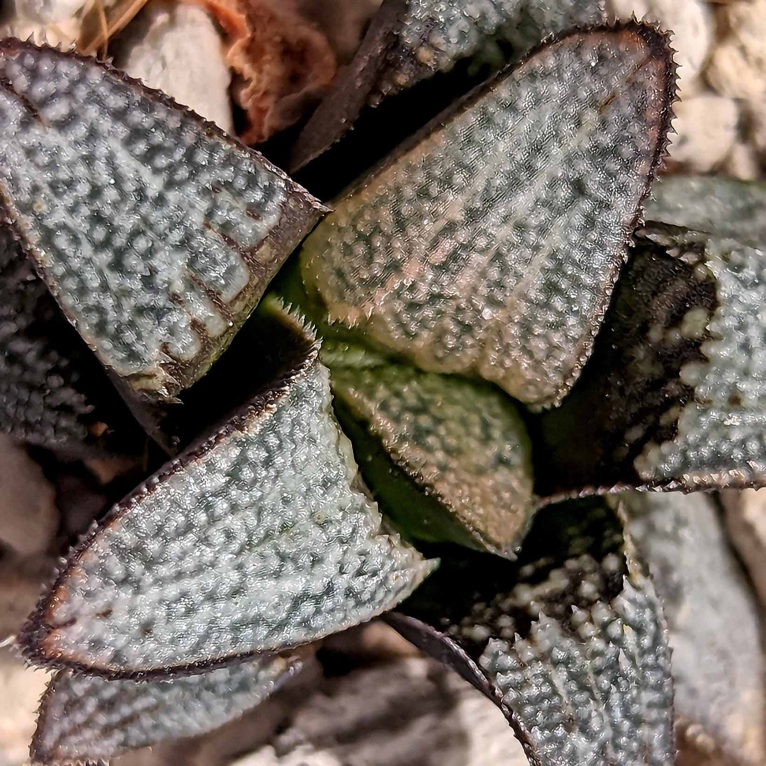 Haworthia groenewaldii hybrid series PP413 #a SOLD OUT