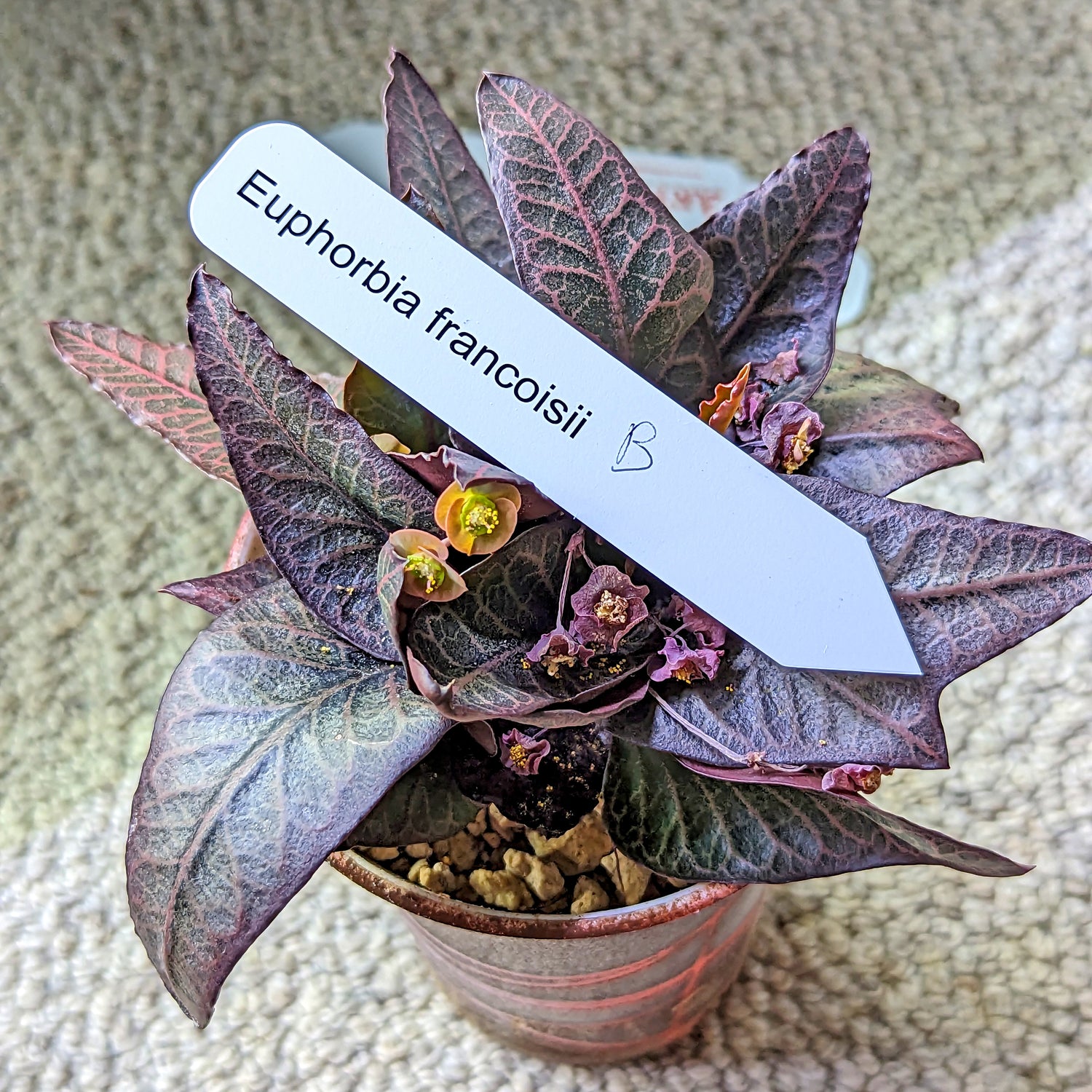 Euphorbia francoisii #b SOLD OUT
