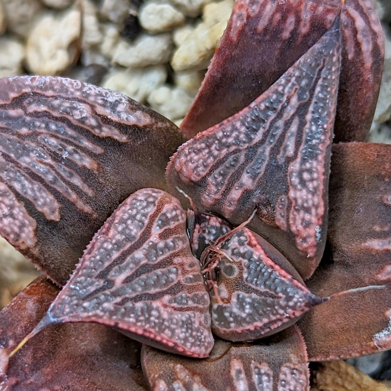 Haworthia Scarlet Begonias X Purple Haze hybrid (PP169 series) #b17
