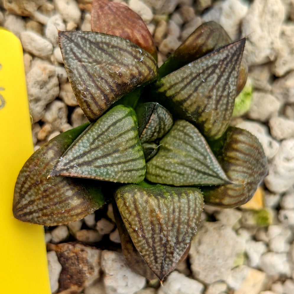 Haworthia "big retusa" hybrid series PP507  #B17 SOLD OUT