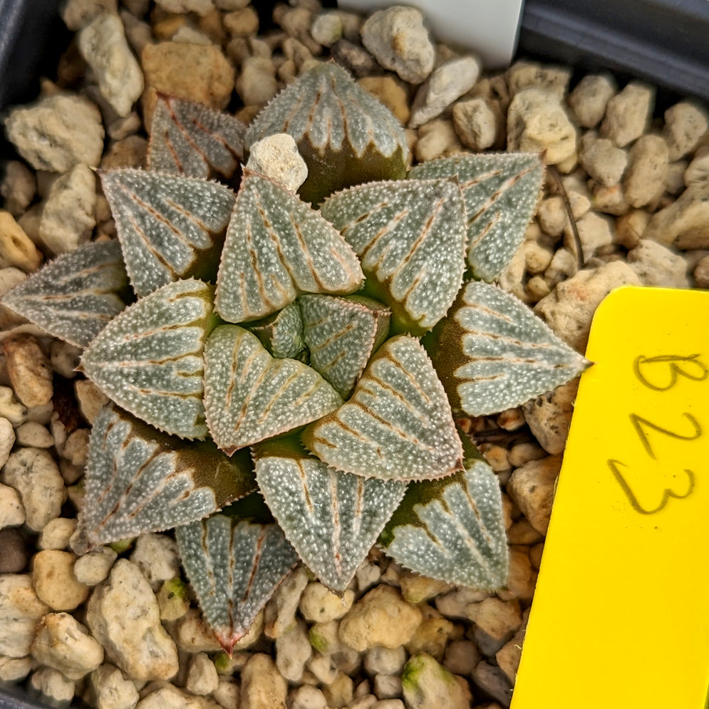 Haworthia  hybrid series PP512  #B23 SOLD OUT