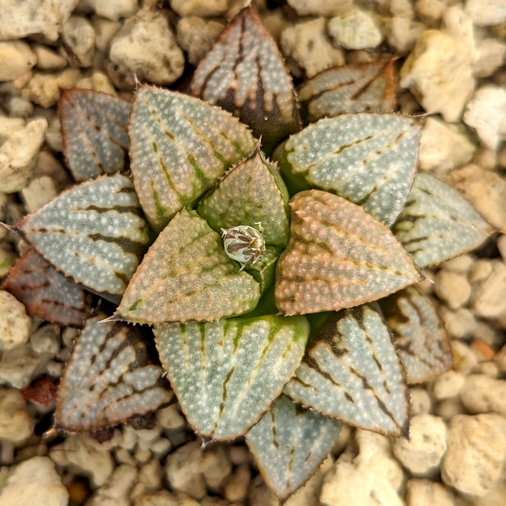 Haworthia  hybrid series PP512  #B31 SOLD OUT