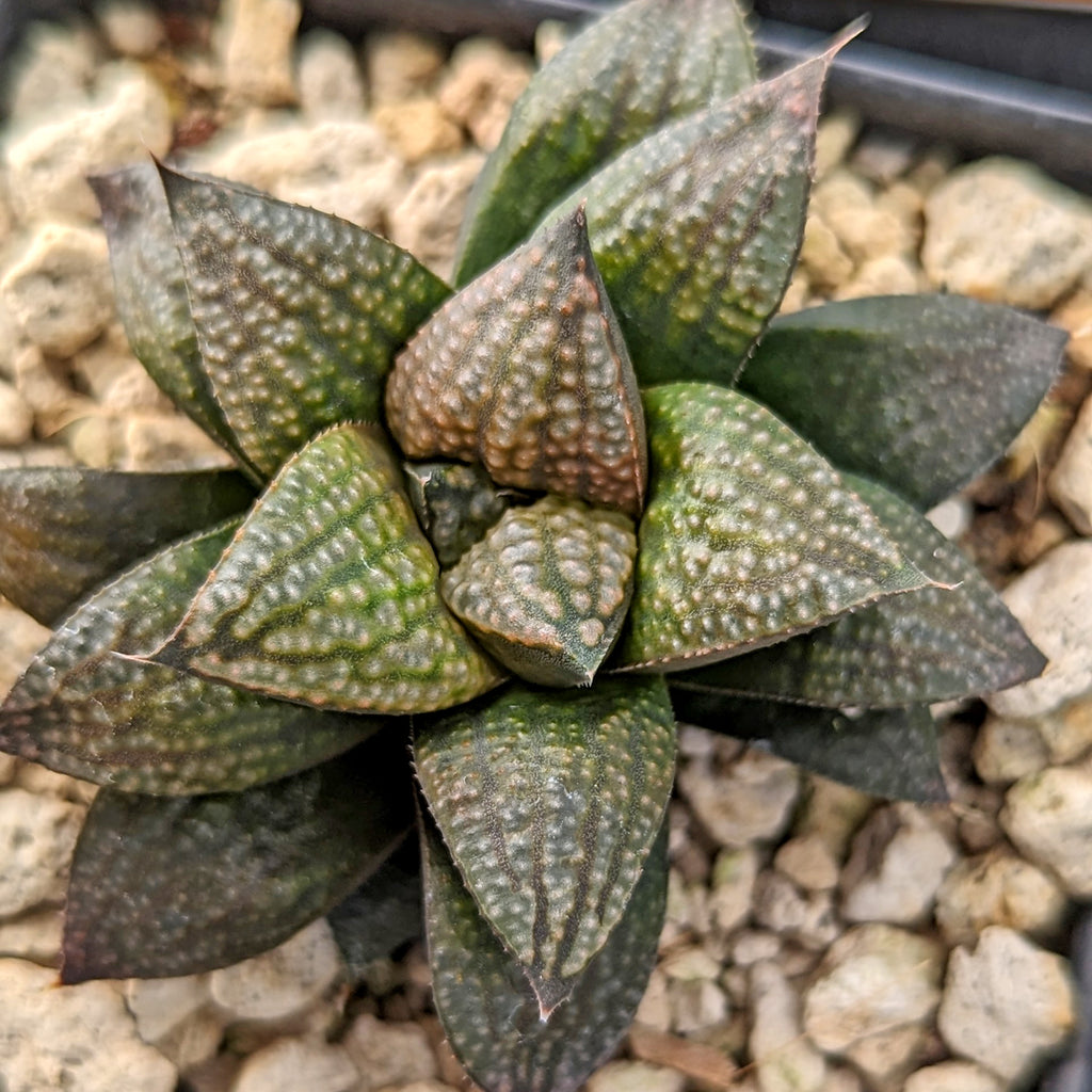 Haworthia "big retusa" hybrid series PP507  #B47 SOLD OUT