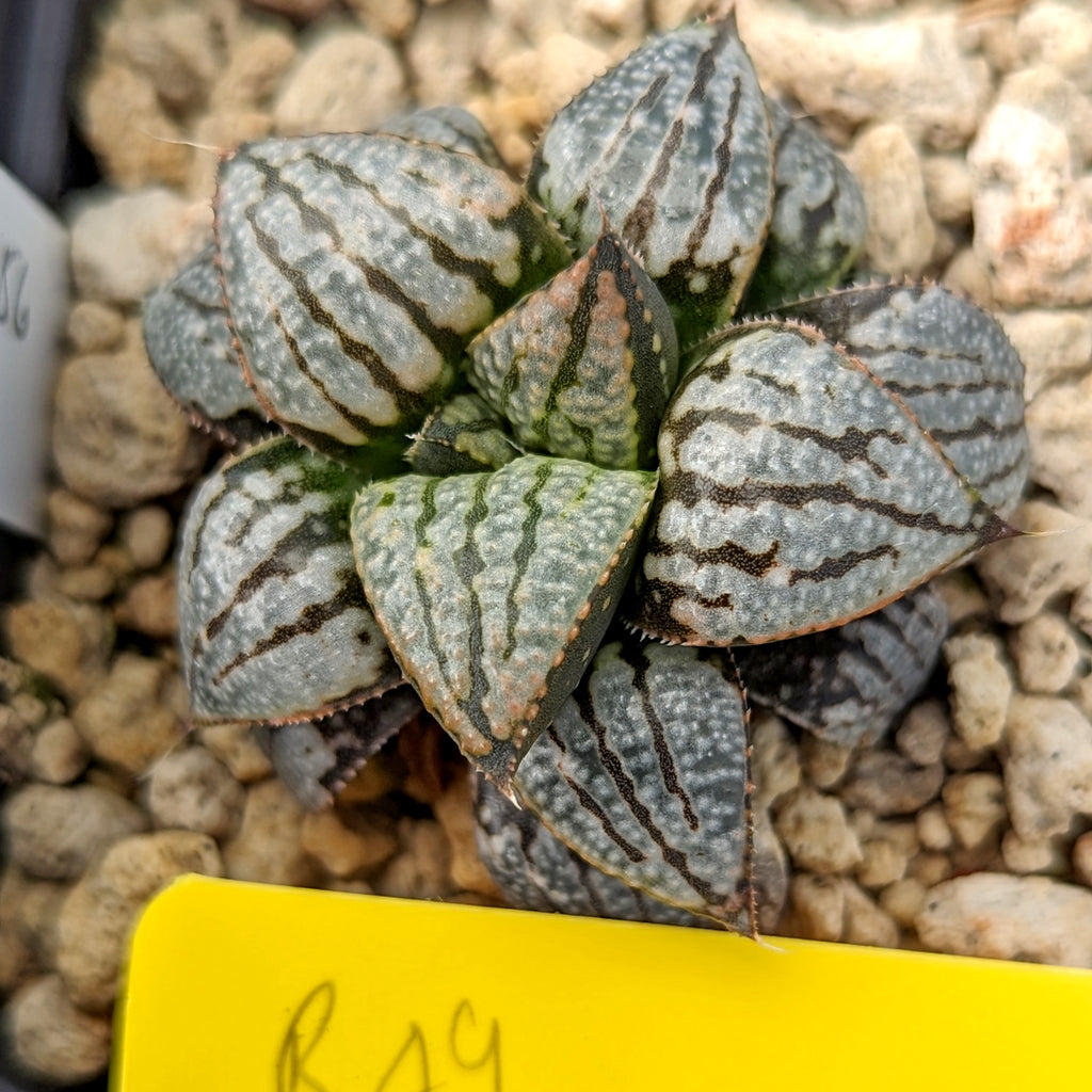 Haworthia  hybrid series PP356  #B49 SOLD OUT