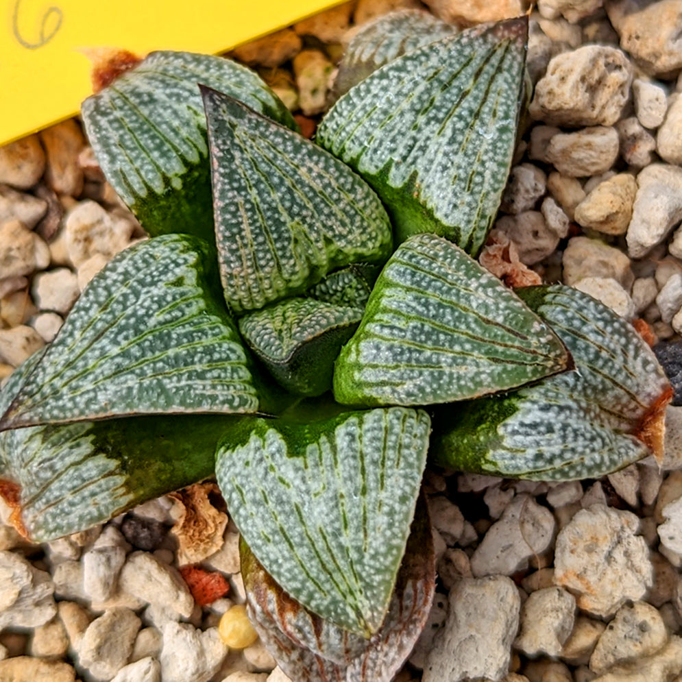 Haworthia "big retusa" hybrid series PP507  #B6 SOLD OUT