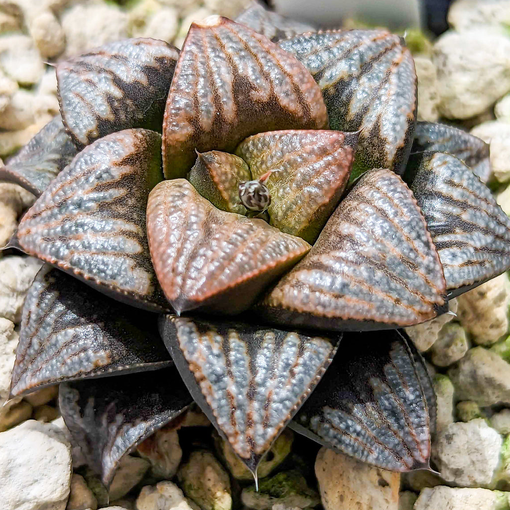 Haworthia hybrid series PP502 #bb SOLD OUT