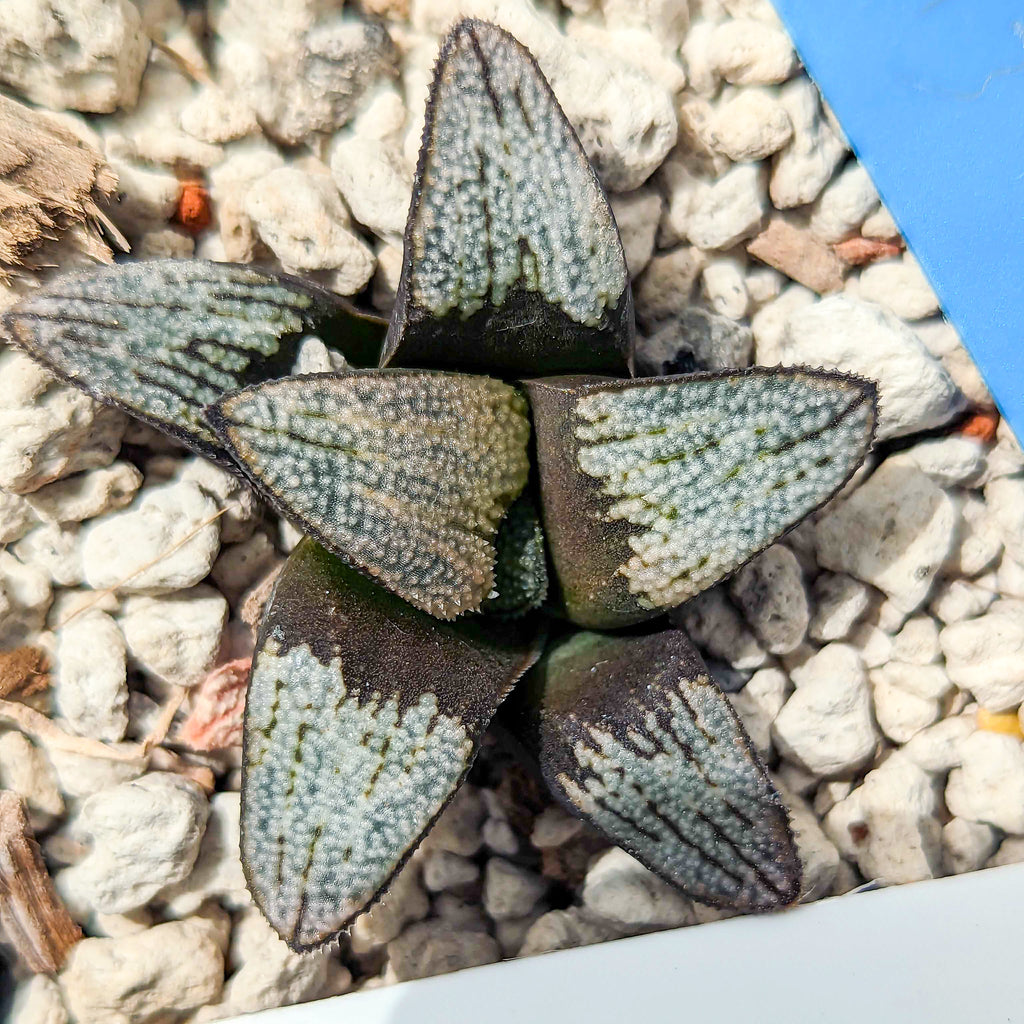 Haworthia groenewaldii hybrid series PP413 #c SOLD OUT