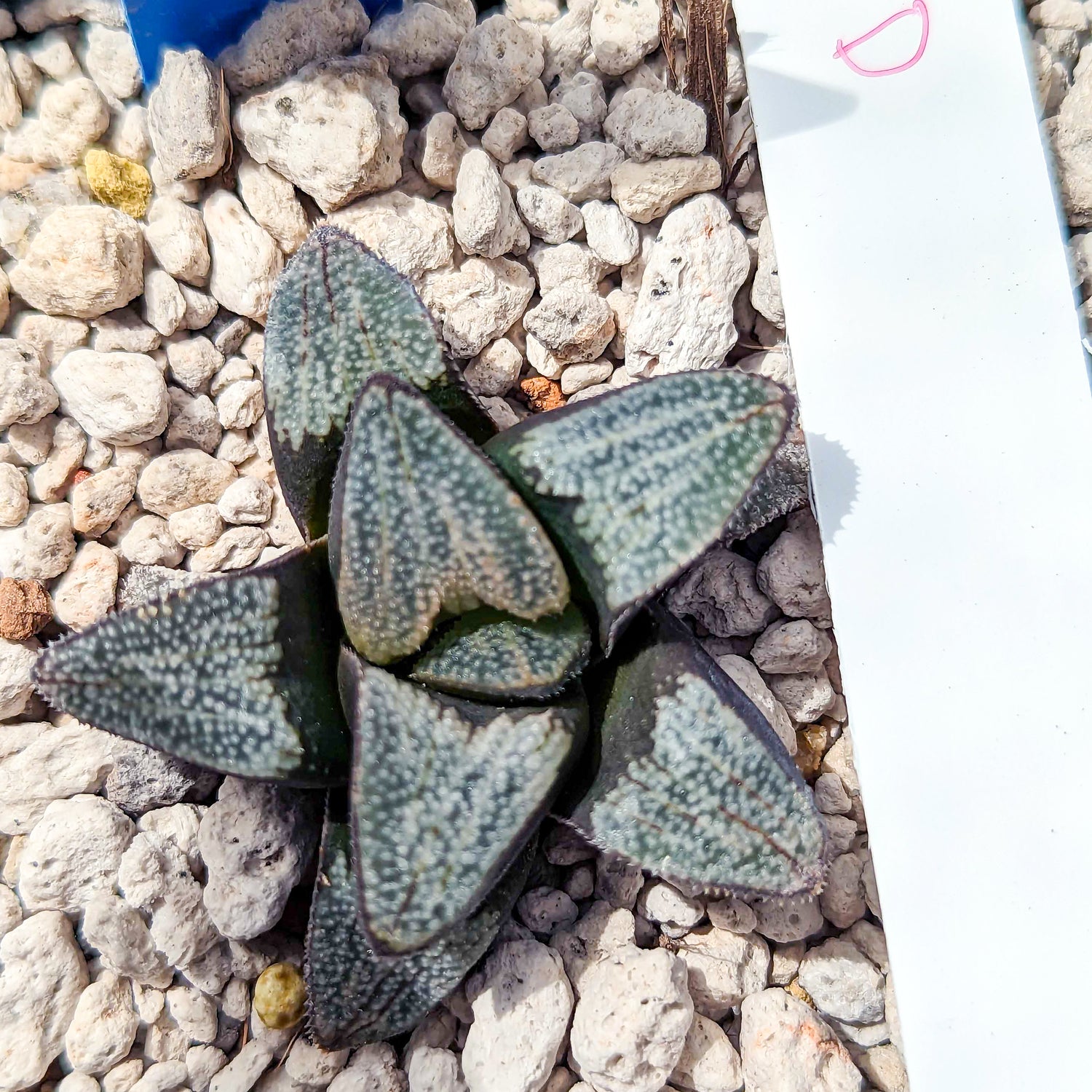 Haworthia groenewaldii hybrid series PP413 #d SOLD OUT