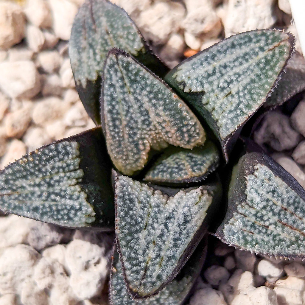 Haworthia groenewaldii hybrid series PP413 #d