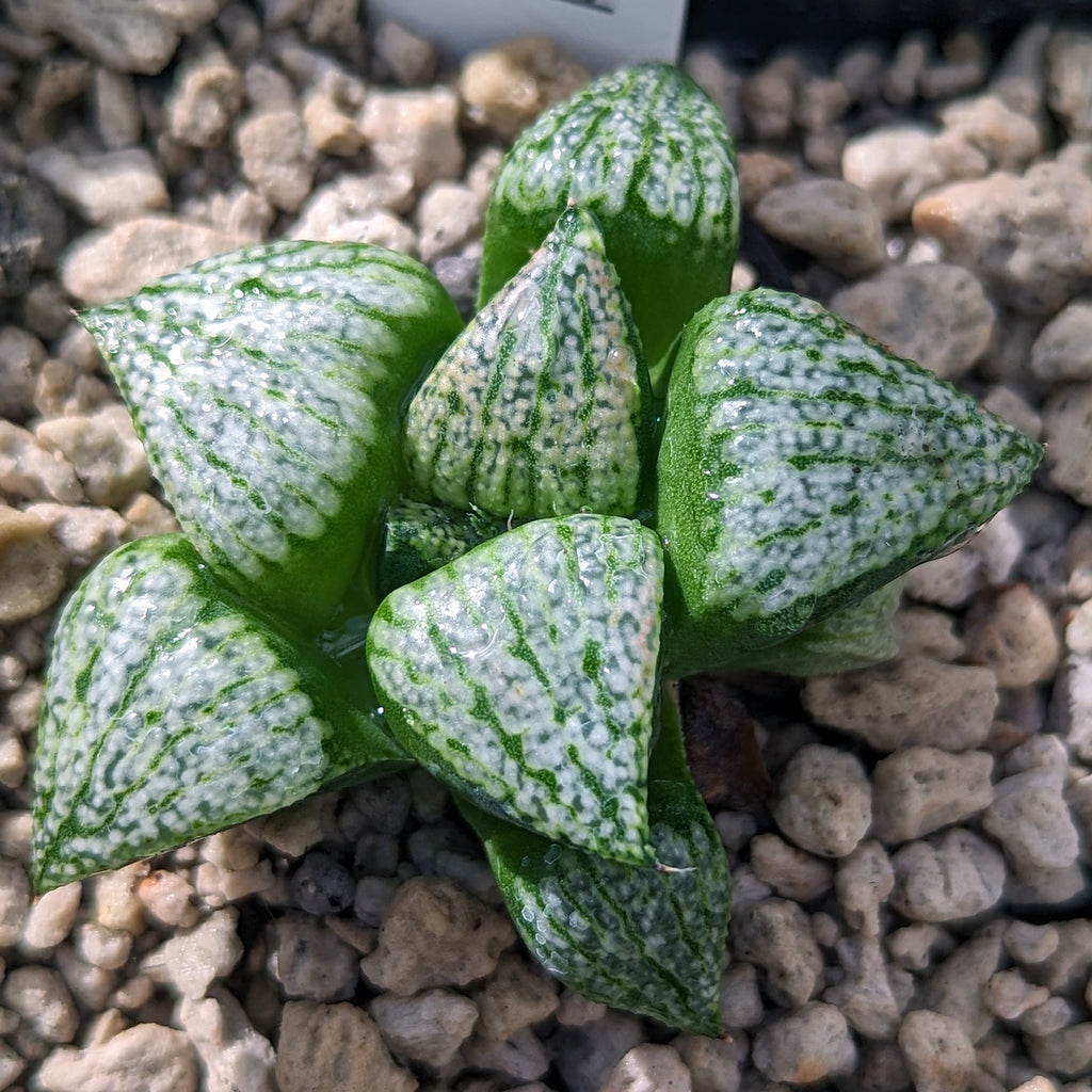 Haworthia "PP332" picta x Empress hybrid series #d11 SOLD OUT