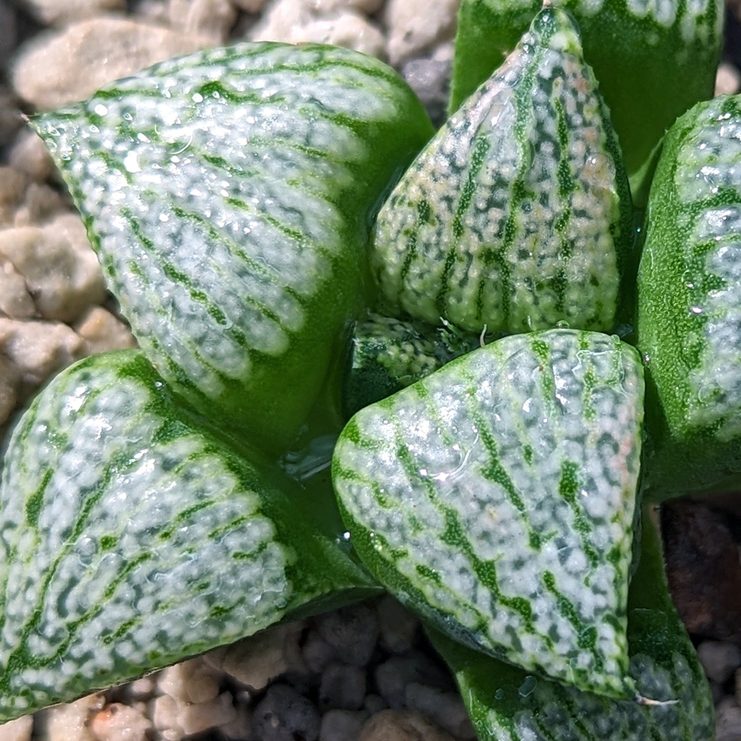 Haworthia "PP332" picta x Empress hybrid series #d11 SOLD OUT