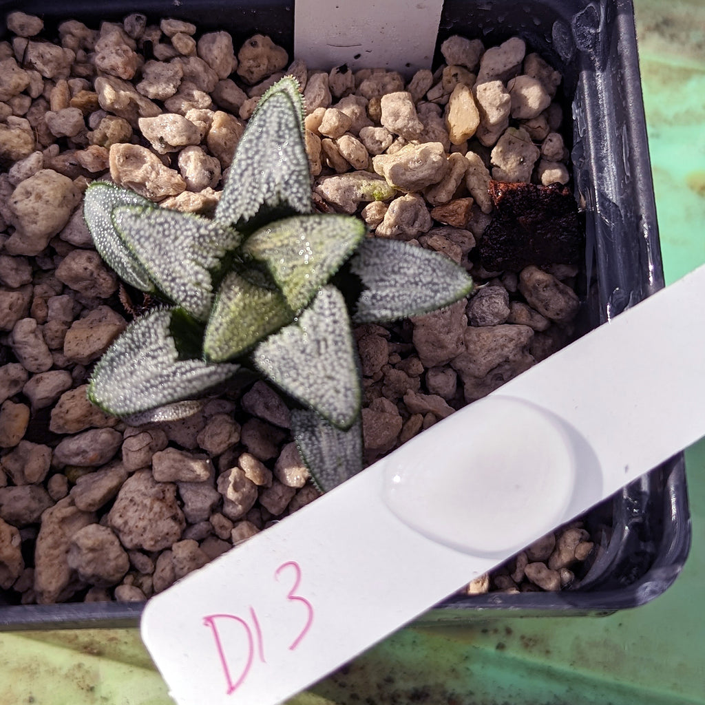 Haworthia groenewaldii hybrid series PP413 #d13 SOLD OUT