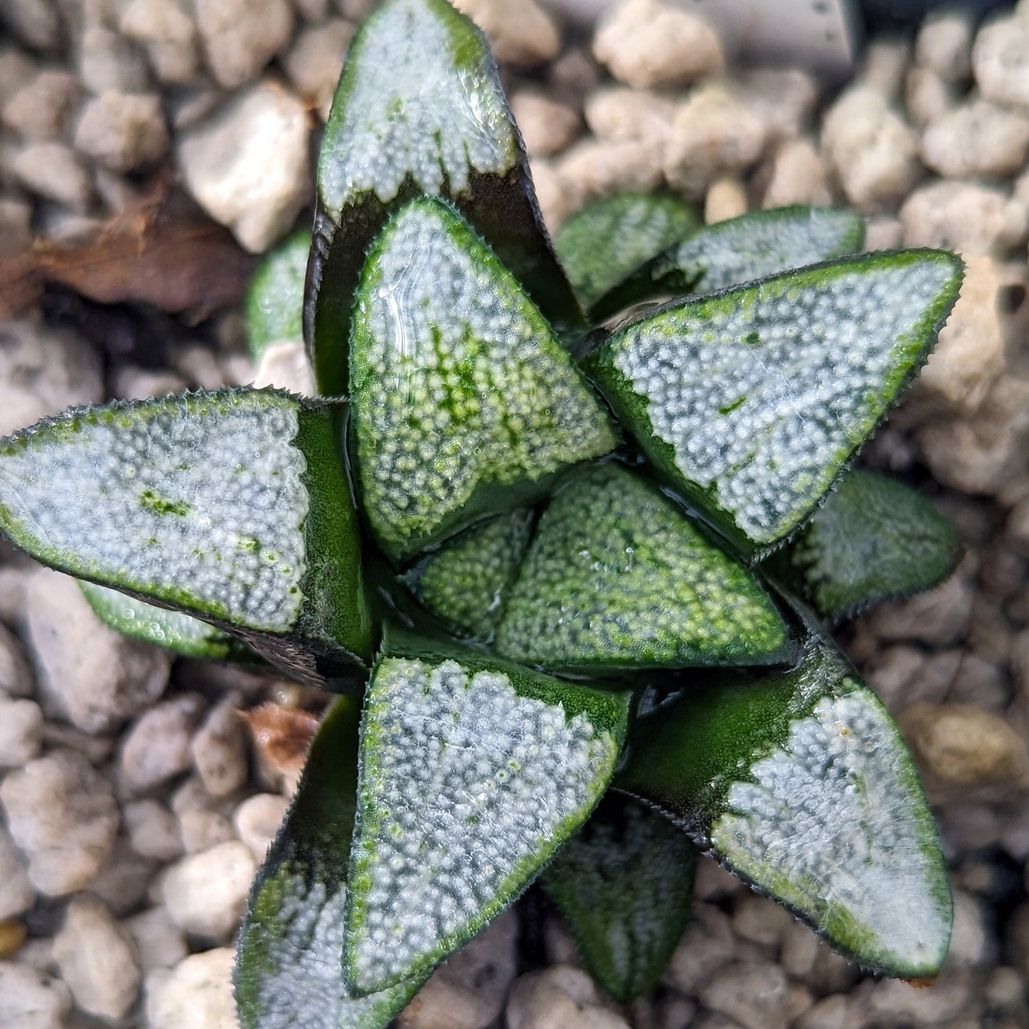 Haworthia groenewaldii hybrid series PP413 #d14 SOLD OUT