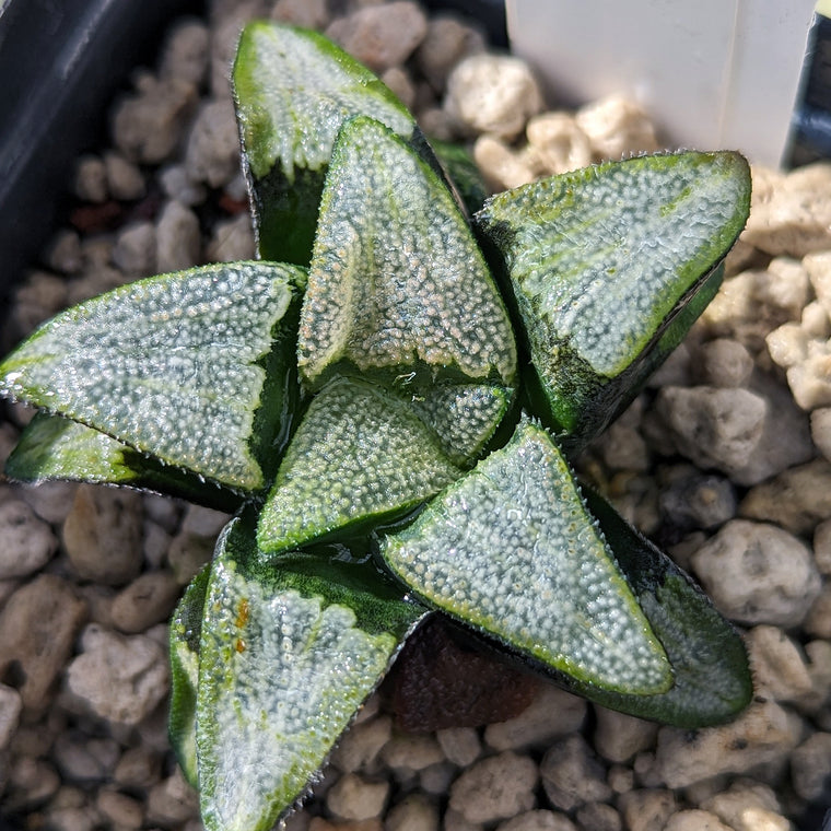 Haworthia groenewaldii hybrid series PP413 #d15 SOLD OUT